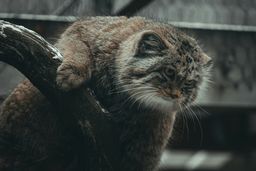 Fat bobcat. Photo by Jevgeni Fil on Unsplash