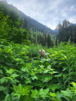 Brushy approach to Mt. Goode