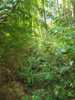 walking through the brush